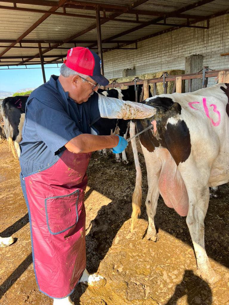 MVZ Manuel Henríquez Martínez realizando inseminación artificial
